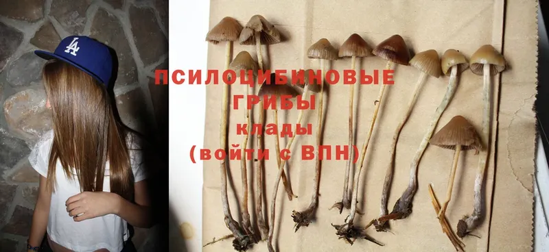 Галлюциногенные грибы Psilocybine cubensis  купить наркотики сайты  KRAKEN сайт  Арсеньев 